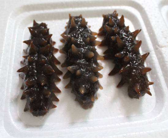 海參4.jpg